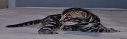 Bengal cats for sale: Pedigree Health Tested TICA Bengal Kittens - Advert 17