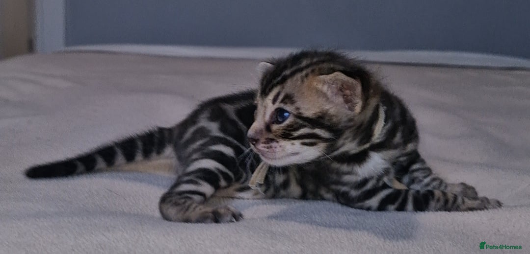 Bengal cats for sale: Pedigree Health Tested TICA Bengal Kittens - Image 9