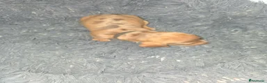 Dachshund 1