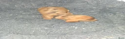 Dachshund dogs for sale: Dachshund puppies  - Advert 22