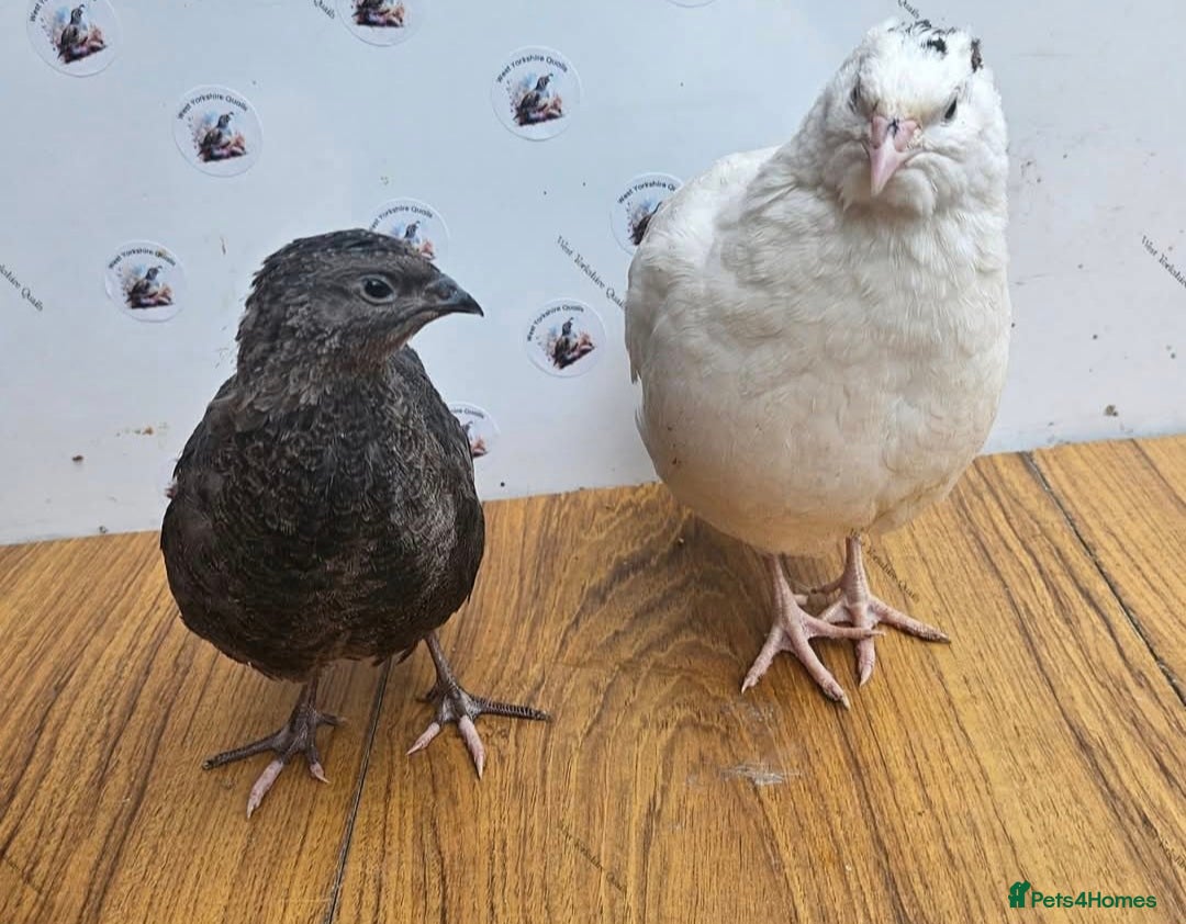 Quail poultry Super Jumbo coturnix quail eggs RARE - Advert 1