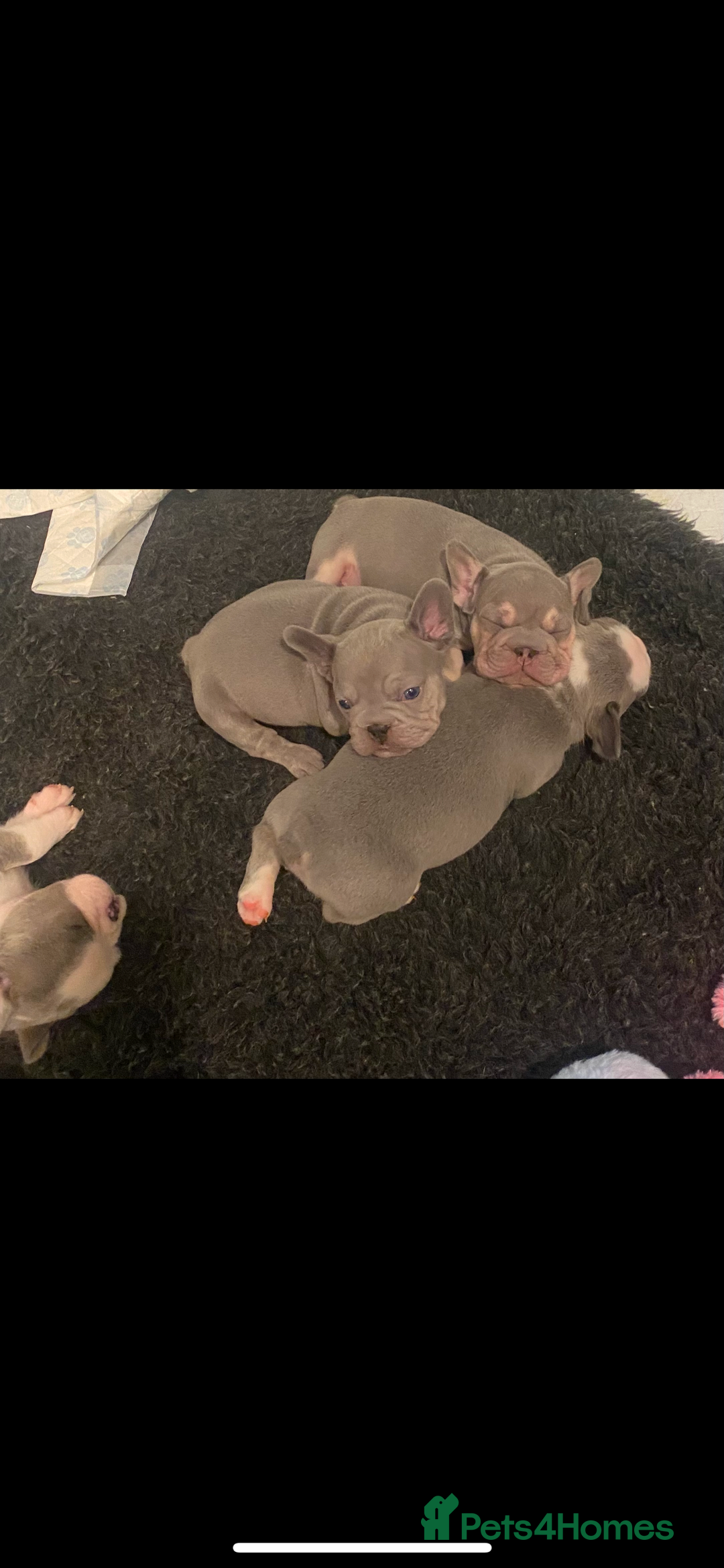French Bulldog dogs for sale: Original X big rope French bulldogs - Image 5