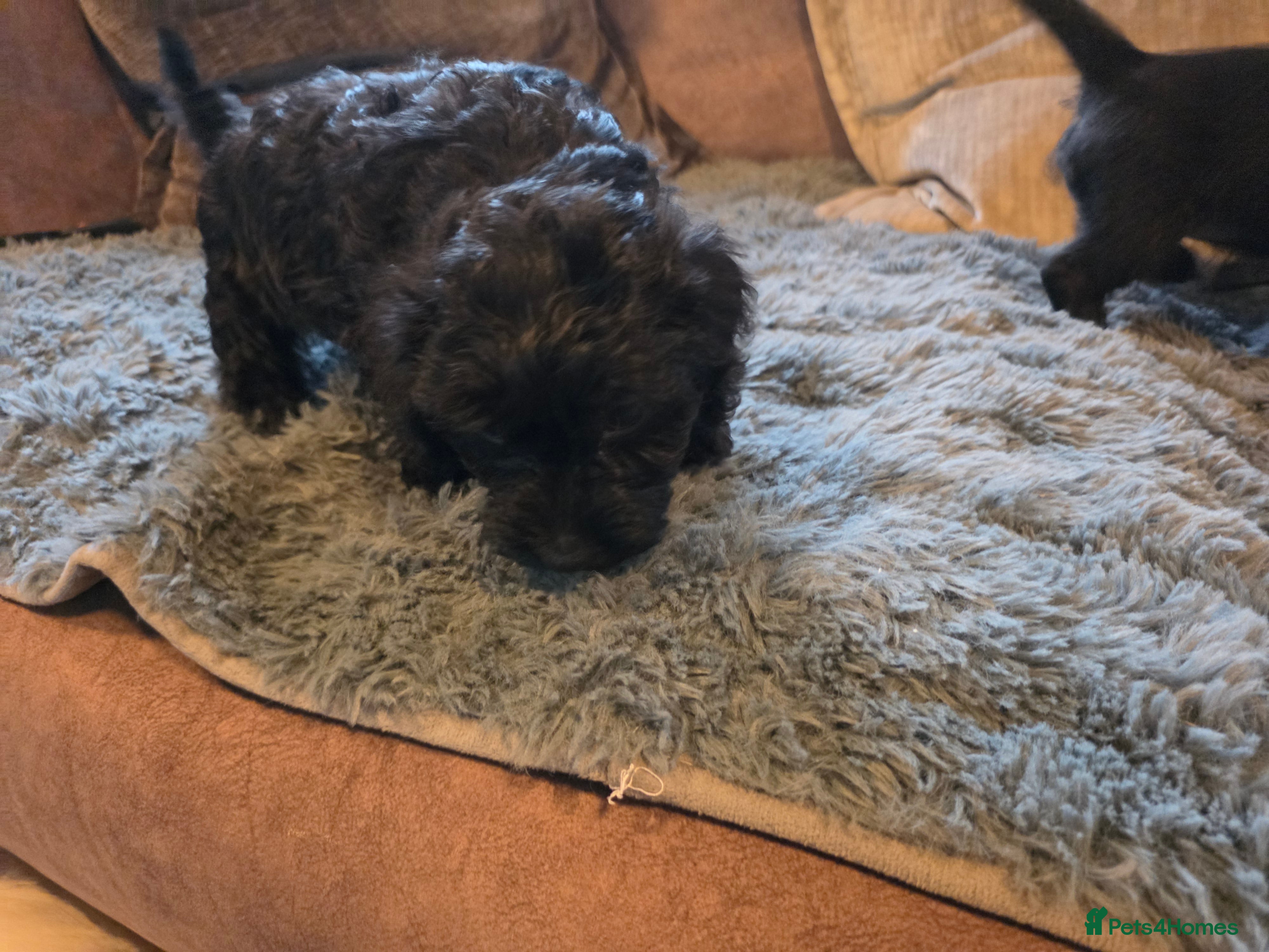 Mixed Breed dogs F1 cockerpoos - Advert 2