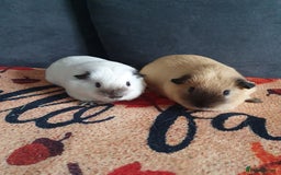 Guinea Pig rodents for sale: White california guinea pig ready to give birth  - Advert 1