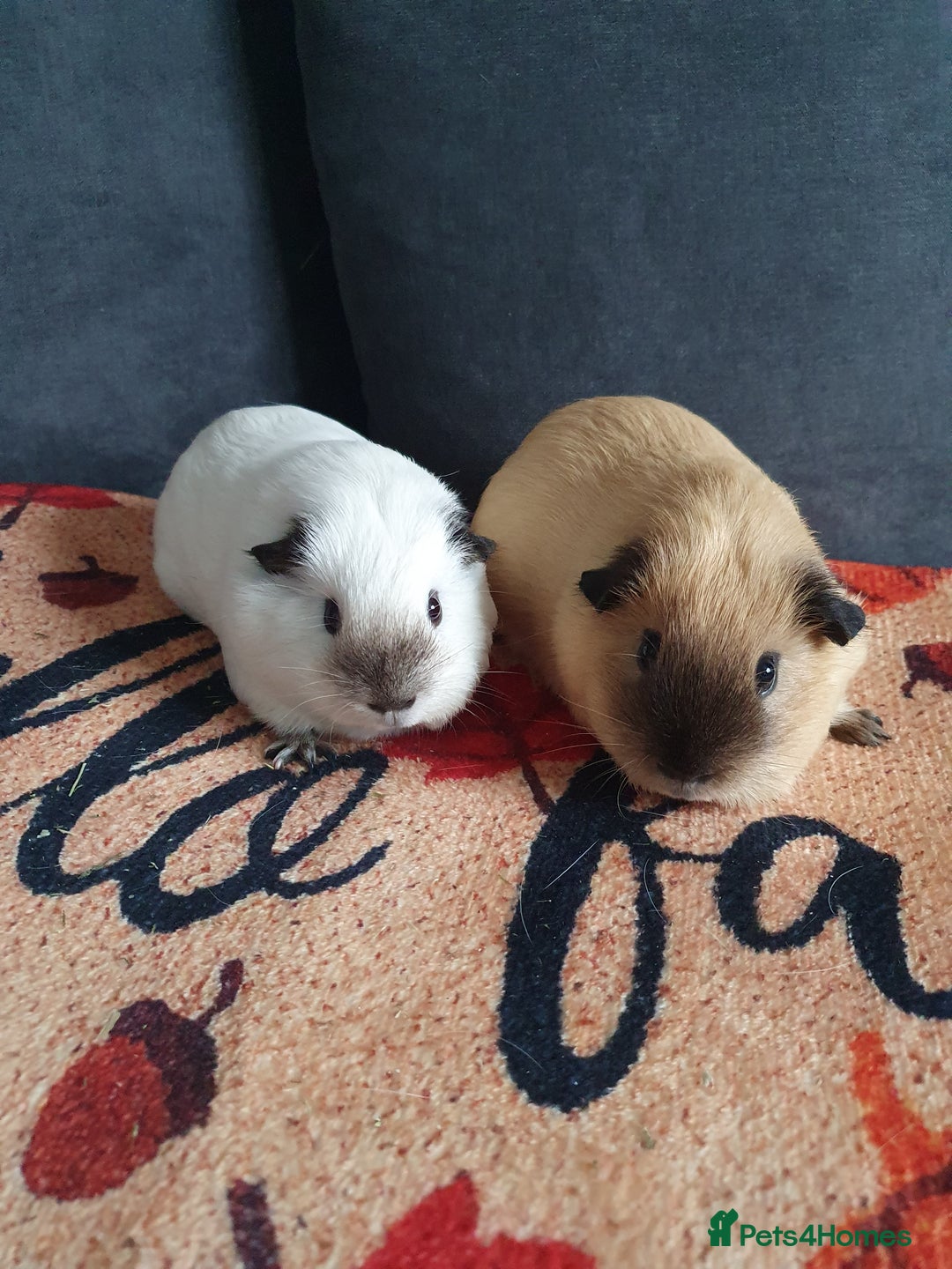 Guinea Pig rodents for sale: White california guinea pig ready to give birth  - Advert 1