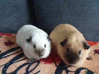 Guinea Pig rodents for sale: White california guinea pig ready to give birth - Advert 1