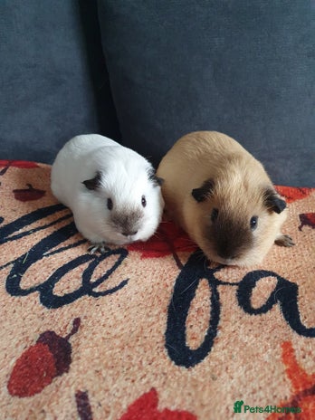 Guinea Pig rodents White california guinea pig ready to give birth - Advert 2