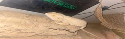 Dragon reptiles for sale: Bearded dragons  in Derby - Advert 5