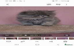 Exotic cats for sale: OUTSTANDING  QUALITY EXOTIC  KITTENS - Image 4
