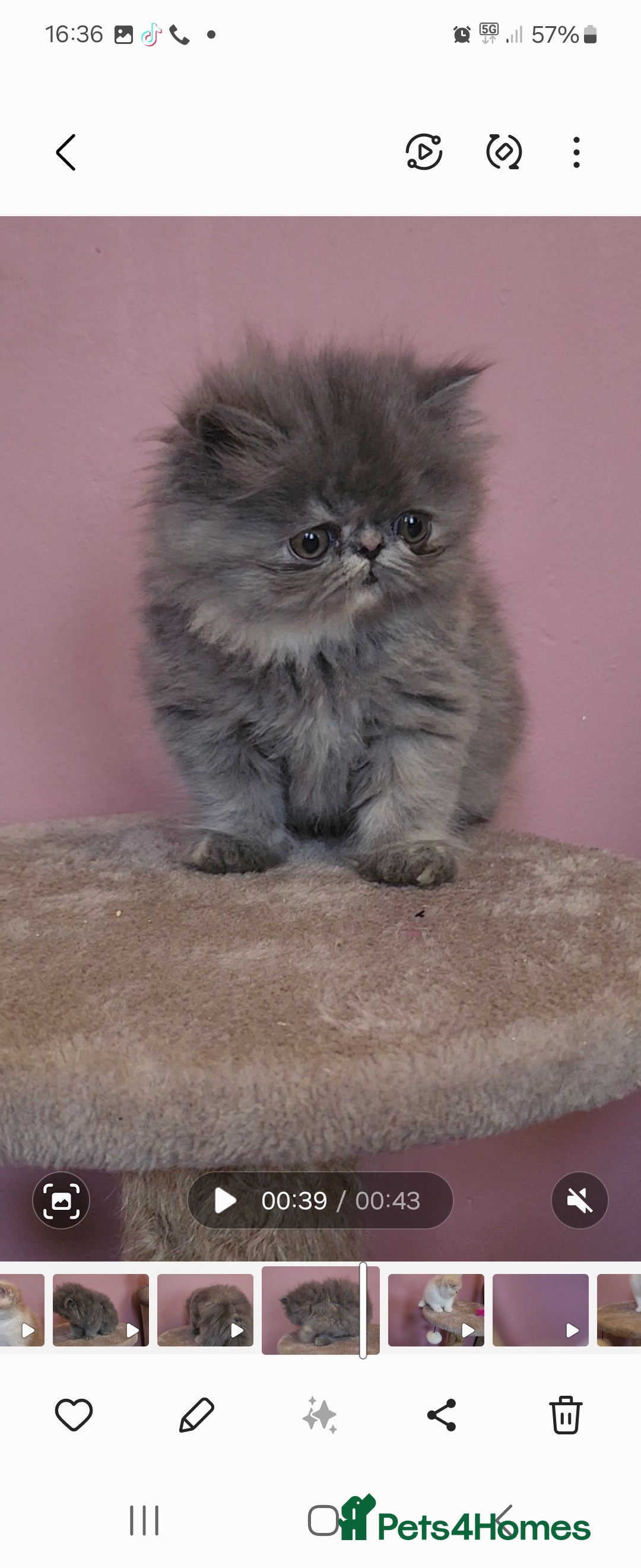 Exotic cats for sale: OUTSTANDING  QUALITY EXOTIC  KITTENS - Image 4