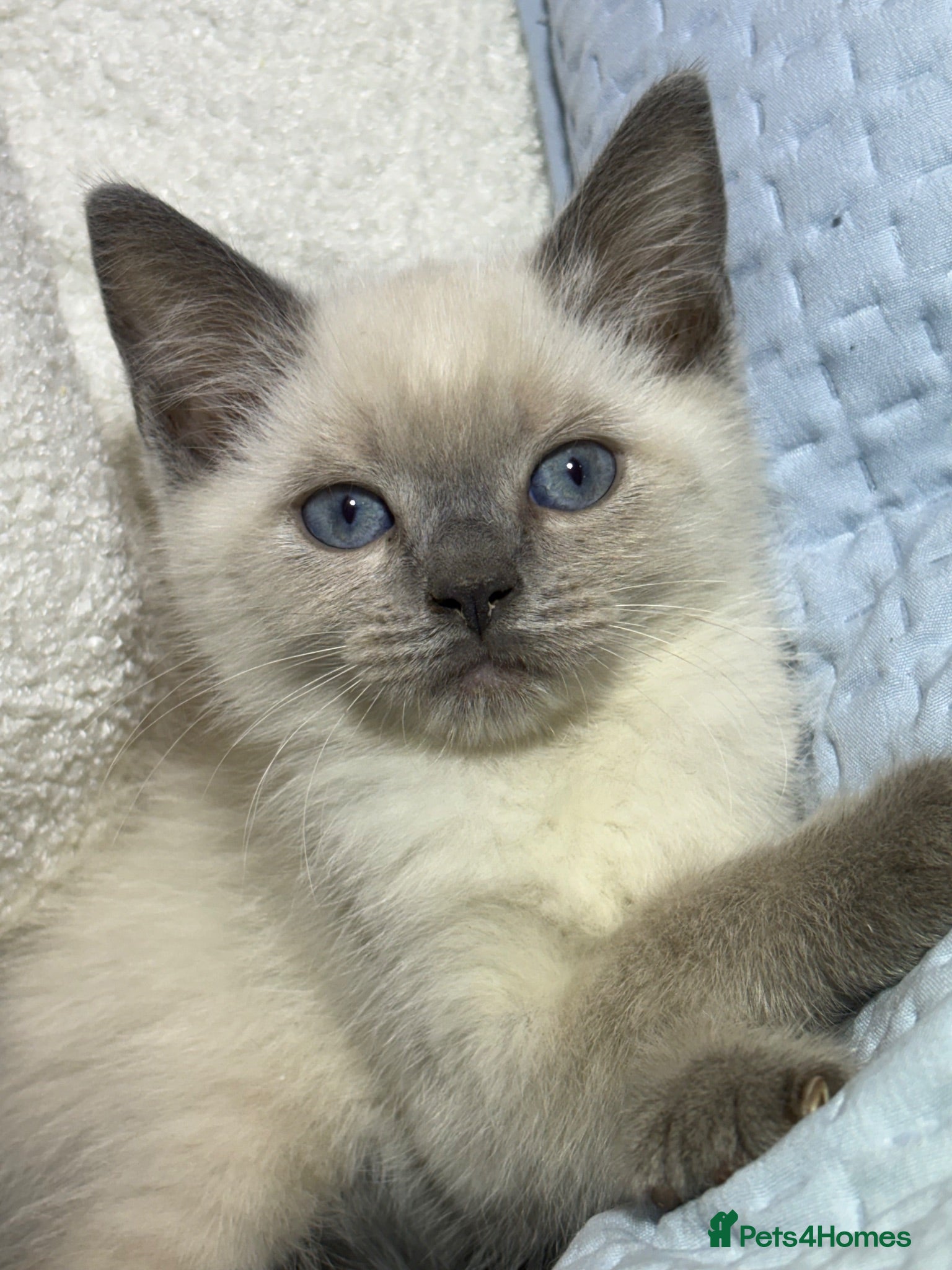 British Shorthair cats British short hair x ragdoll  - Advert 8