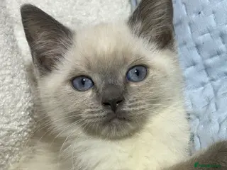British Shorthair cats British short hair x ragdoll - Advert 2