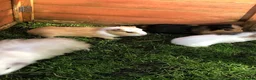 Guinea Pig rodents for sale: Baby Male and female Swiss, shelti, short haired - Advert 5