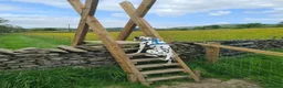 Dalmatian dogs for sale: Blue is looking for his second home *please read* in Lancaster - Advert 12