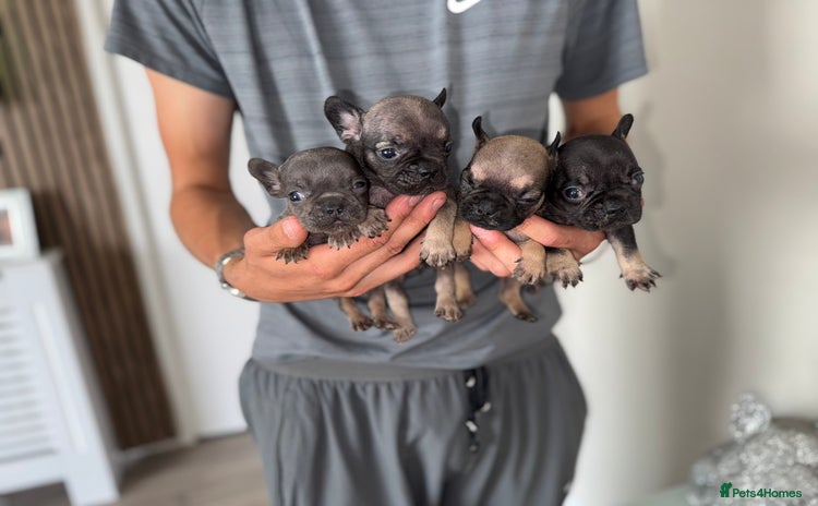 French Bulldog dogs - Advert 9