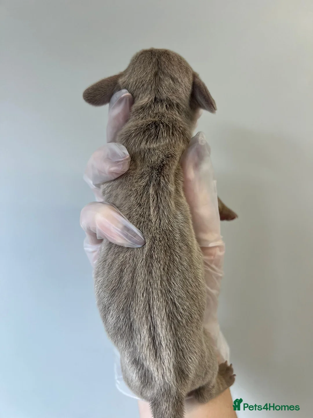 Miniature Dachshund dogs for sale: Beautiful KC Registered Minature Dachshunds  in Portsmouth - Advert 6