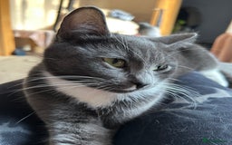Mixed Breed cats for sale: Two male kittens  - Image 6