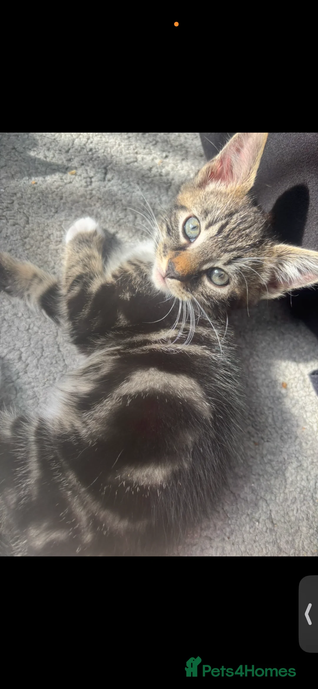 Mixed Breed cats for sale: Beautiful 10 week old tabby kittens  in London - Advert 2