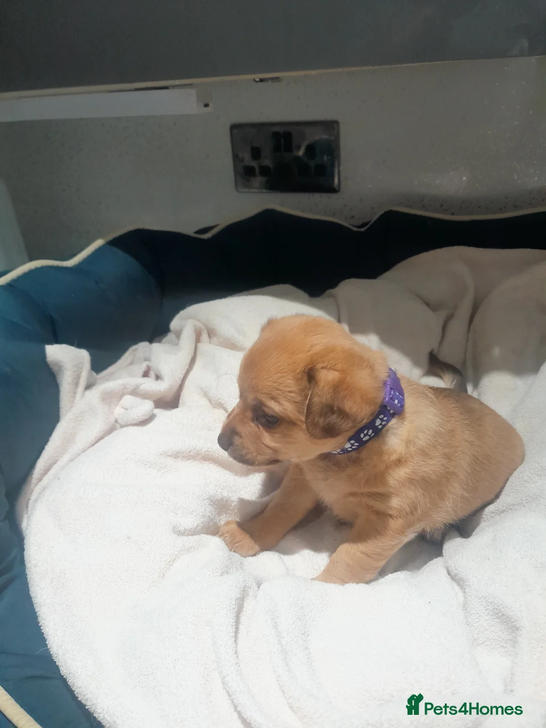Jack Chi dogs for sale: For sale  in Skelmersdale - Advert 6