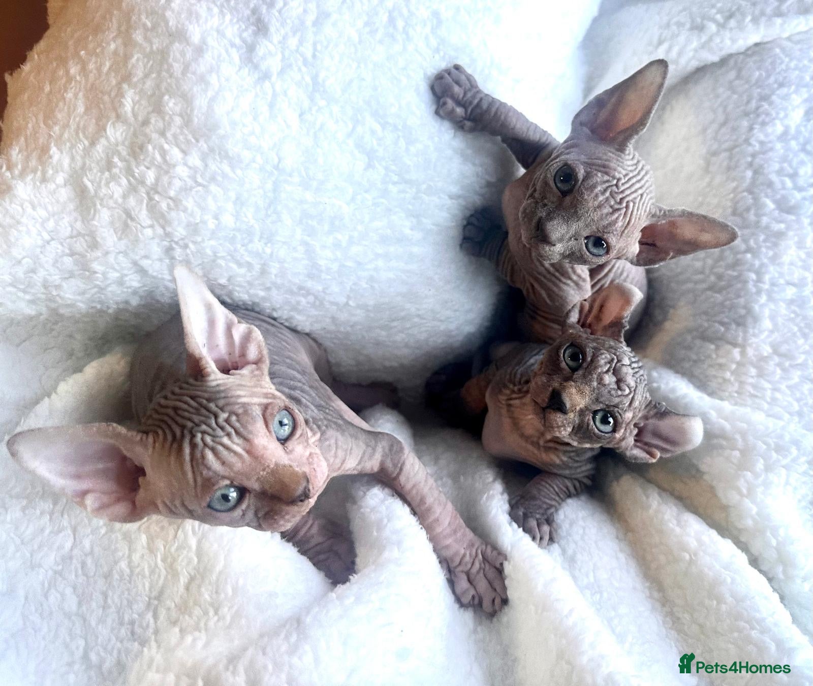 Sphynx cats ✨sphynx elf eared babies✨ 2 girls left & 1 boy   - Advert 1