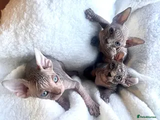 Sphynx cats for sale: ✨sphynx elf eared babies✨ 2 girls left & 1 boy - Advert 1