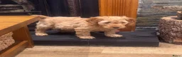 Cockapoo dogs for sale: QUALITY RUBY COCKAPOO PUPPIES - Advert 9