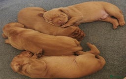 Hungarian Vizsla dogs for sale: CHAMPION BRED KC HUNGARIAN VIZSLAS - Image 6