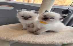 Ragdoll cats for sale: 💗Beautiful ragdoll kittens 💙 - Image 11