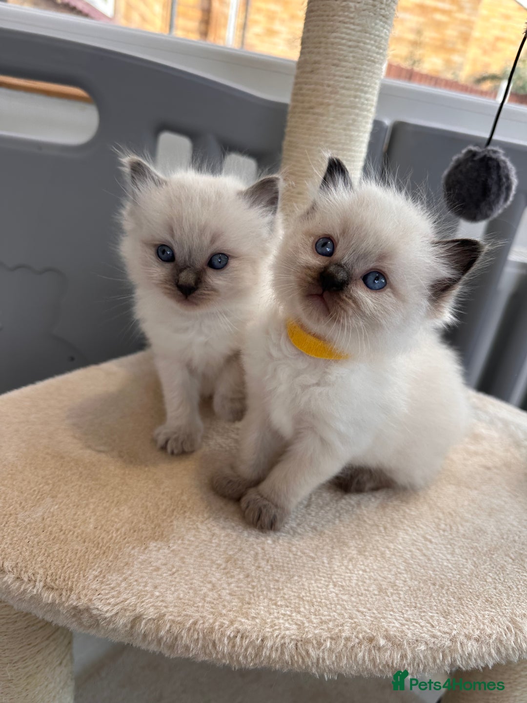 Ragdoll cats for sale: 💗Beautiful ragdoll kittens 💙 - Image 11