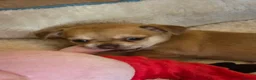 Chihuahua dogs for sale: Adorable chihuahua puppies in Langport - Advert 6