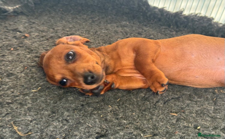 Miniature Dachshund dogs in Tiverton - Advert 4