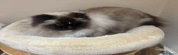 Ragdoll cats for sale: Ragdoll Cats - Looking for New Homes - Advert 2