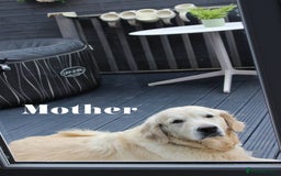 Goldendoodle dogs for sale: F1 Goldendoodle black Puppies - Image 19