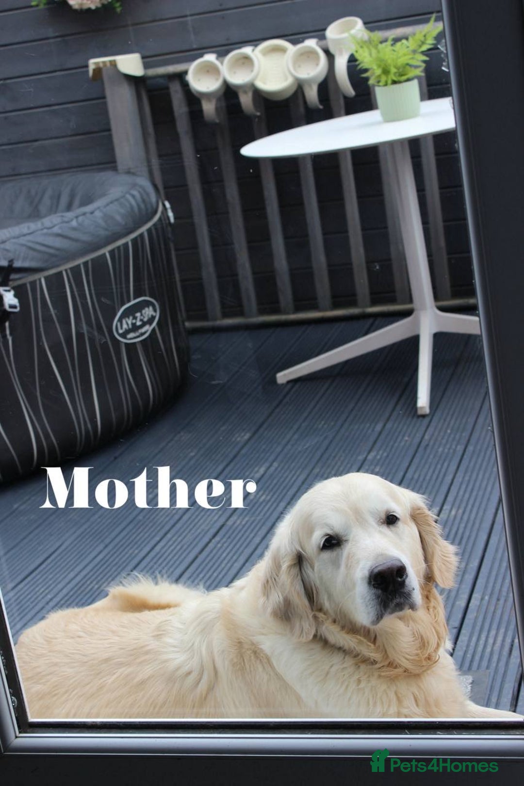 Goldendoodle dogs for sale: F1 Goldendoodle black Puppies - Image 19