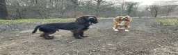 Cocker Spaniel dogs for stud: 100% Cocker spaniel proven stud - Advert 7