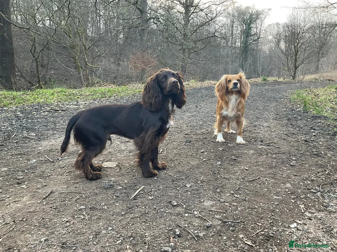 Cocker Spaniel dogs for stud: 100% Cocker spaniel proven stud - Advert 7