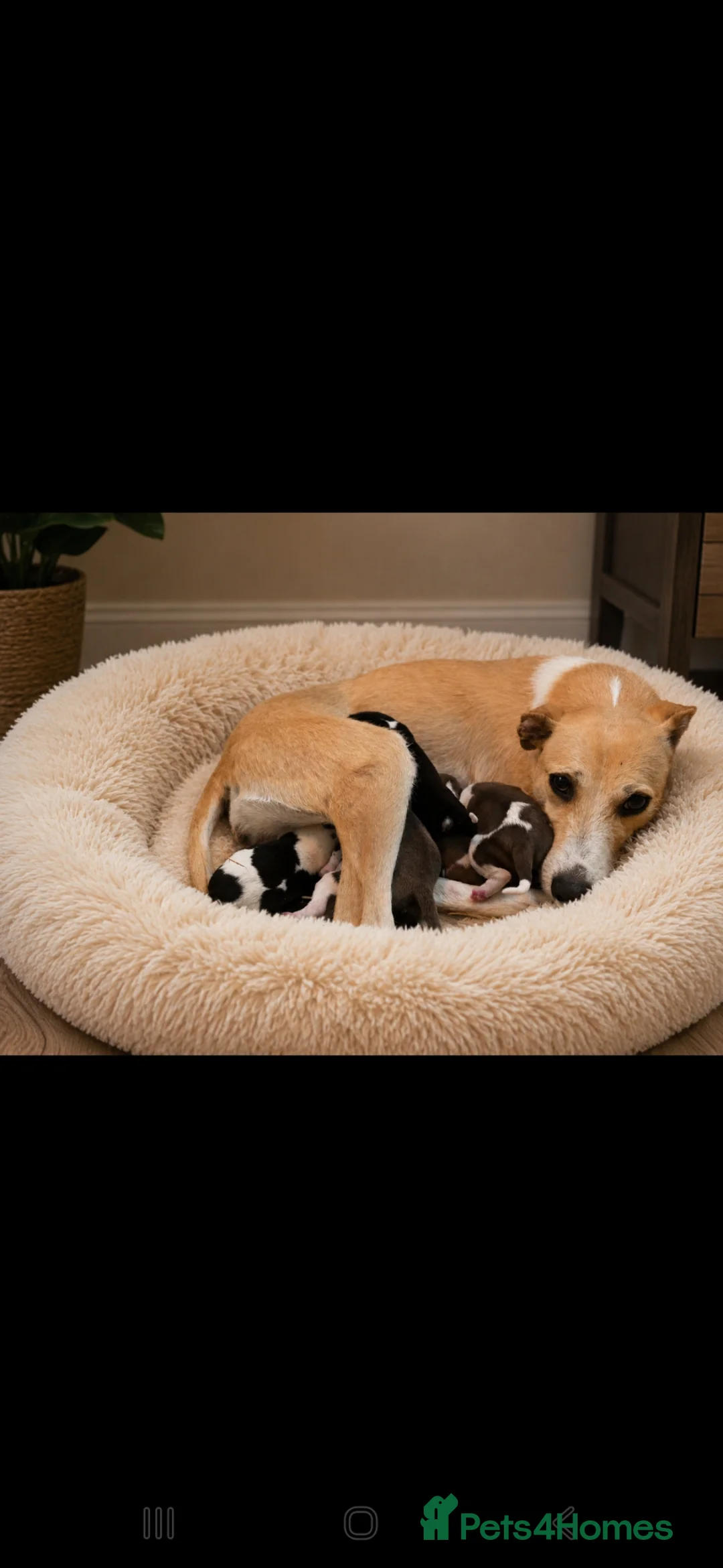 Mixed Breed dogs for sale: Whippet cross whippet lurcher - Advert 2