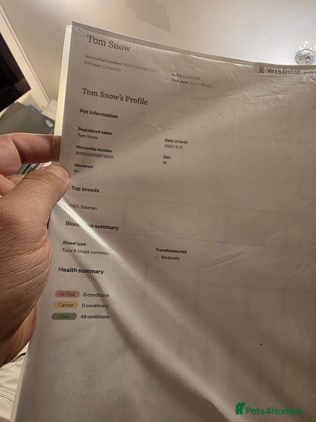 Siberian cats for sale: Siberian Kittens Super Friendly 💕🐾 - Image 16