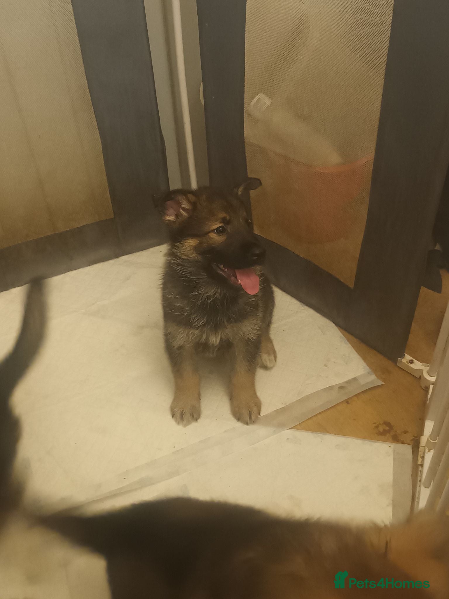Mixed Breed dogs 2 female pups left wolfdog x german shepherd h - Advert 15
