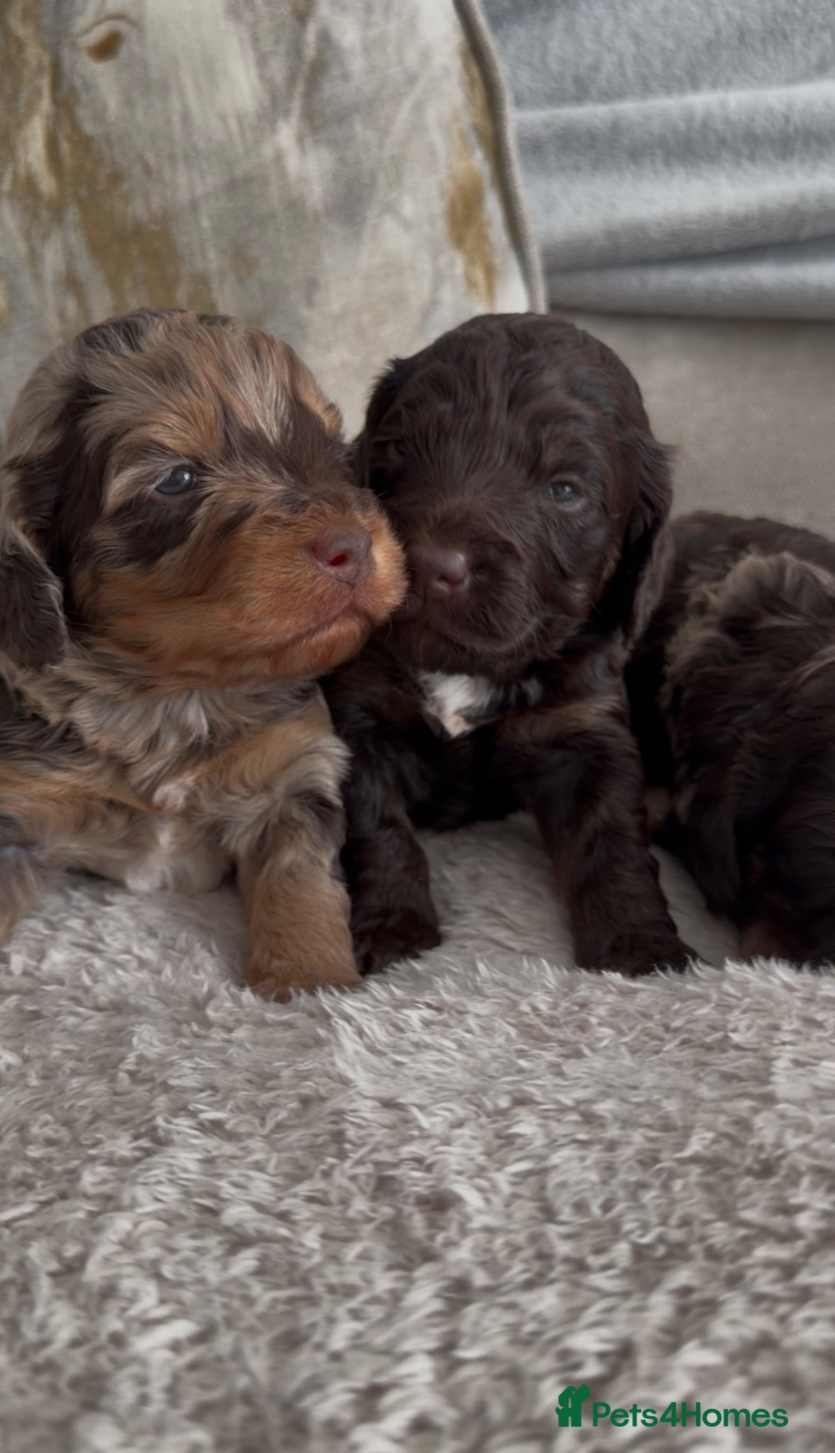 Cockapoo dogs The Easter babies 💕 - Advert 1