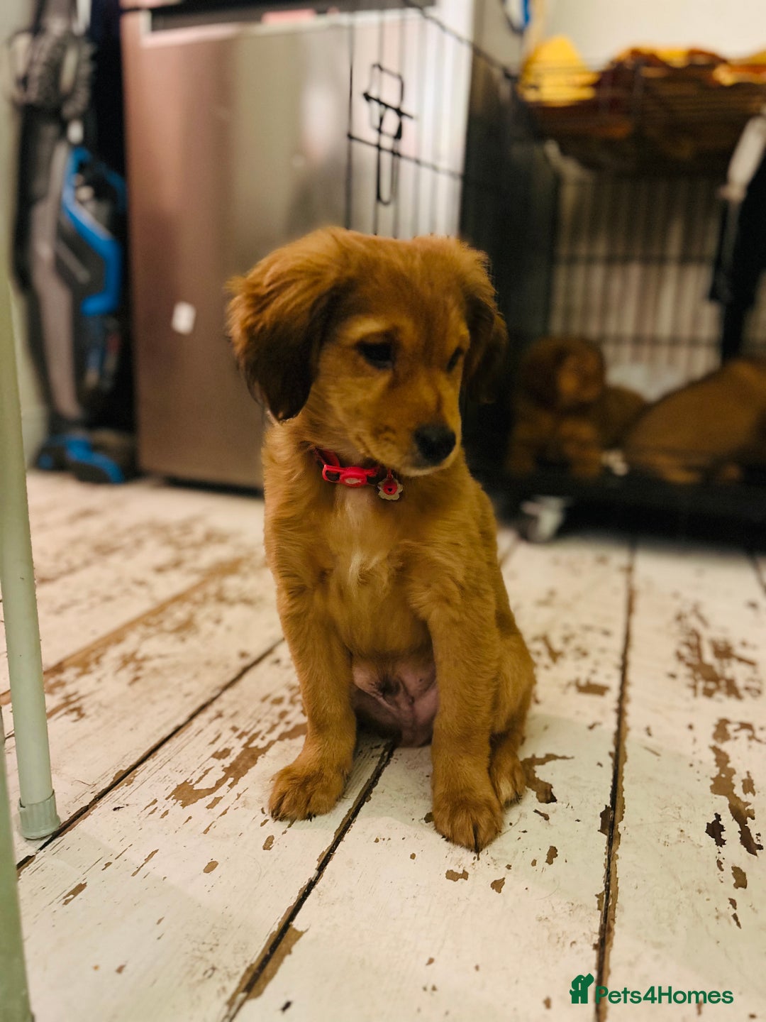 Mixed Breed dogs for sale: Pomeranian/ cocker spaniel cross  - Advert 8