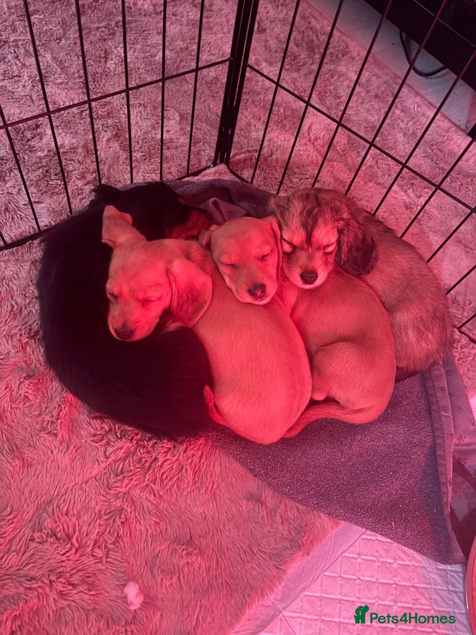 Miniature Dachshund dogs *Reduced* 4 Beautiful Miniature Dachshunds ❤️ - Advert 17