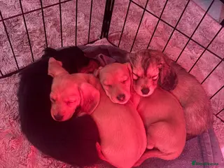 Miniature Dachshund dogs *Reduced* 4 Beautiful Miniature Dachshunds ❤️ - Advert 1