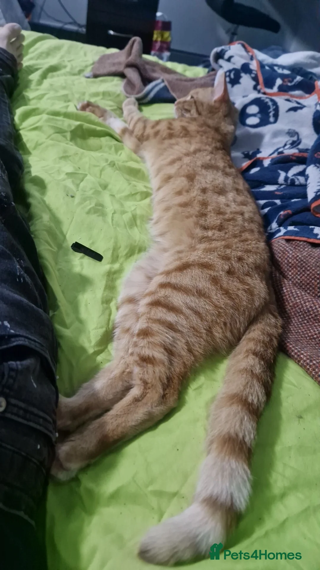 Mixed Breed cats for sale: Urgent home needed in Sheffield - Advert 2