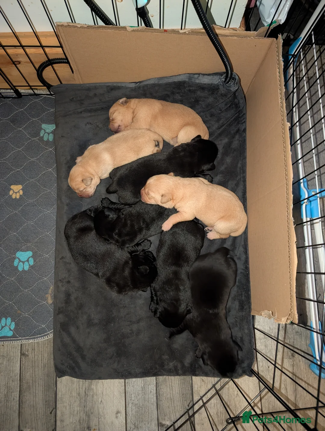 Mixed Breed dogs for sale: Beautiful Labrador x Chow Chow puppies - Advert 2