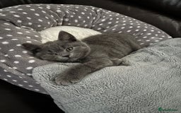 British Shorthair cats for sale: British short haired £550 - Image 3