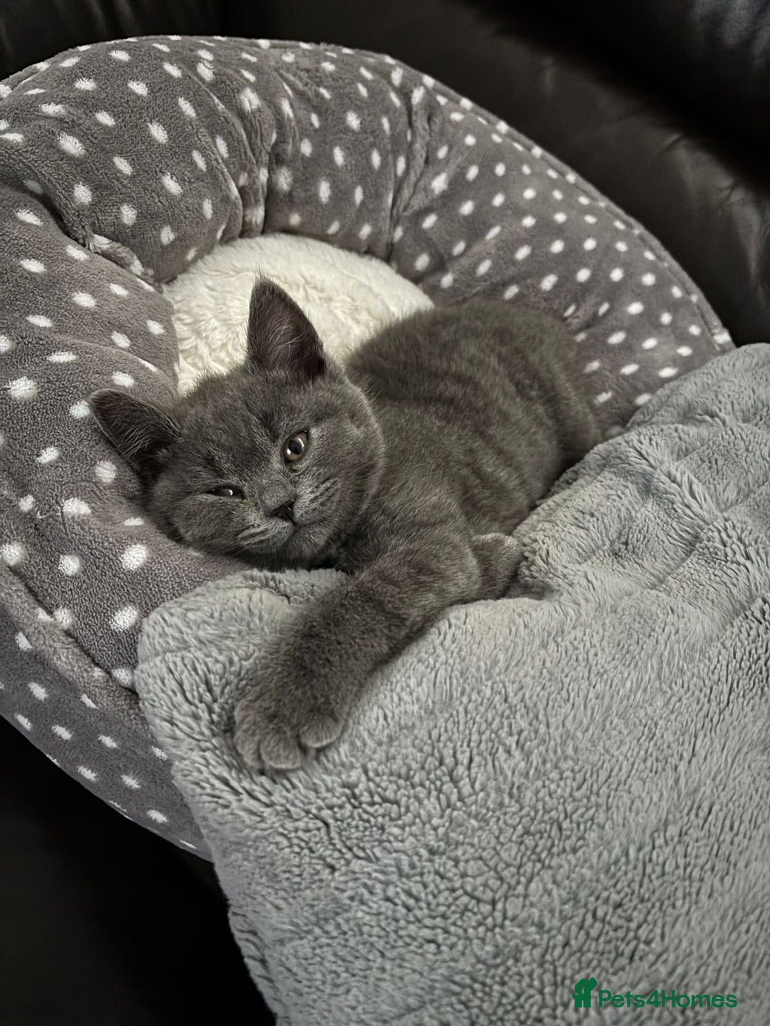 British Shorthair cats for sale: British short haired £550 - Image 3