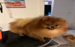 Pomeranian dogs for sale: Kc reg boy PET HOME ONLY  - Image 3