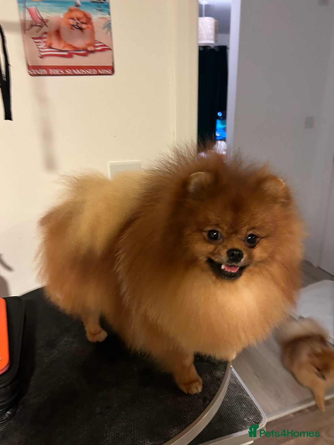 Pomeranian dogs for sale: Kc reg boy PET HOME ONLY  - Image 3