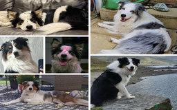 Border Collie dogs for sale: Merle Blue Eye KC Registered Border Collie Puppies - Image 11